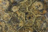 Polished Fossil Coral (Actinocyathus) - Morocco #84982-1